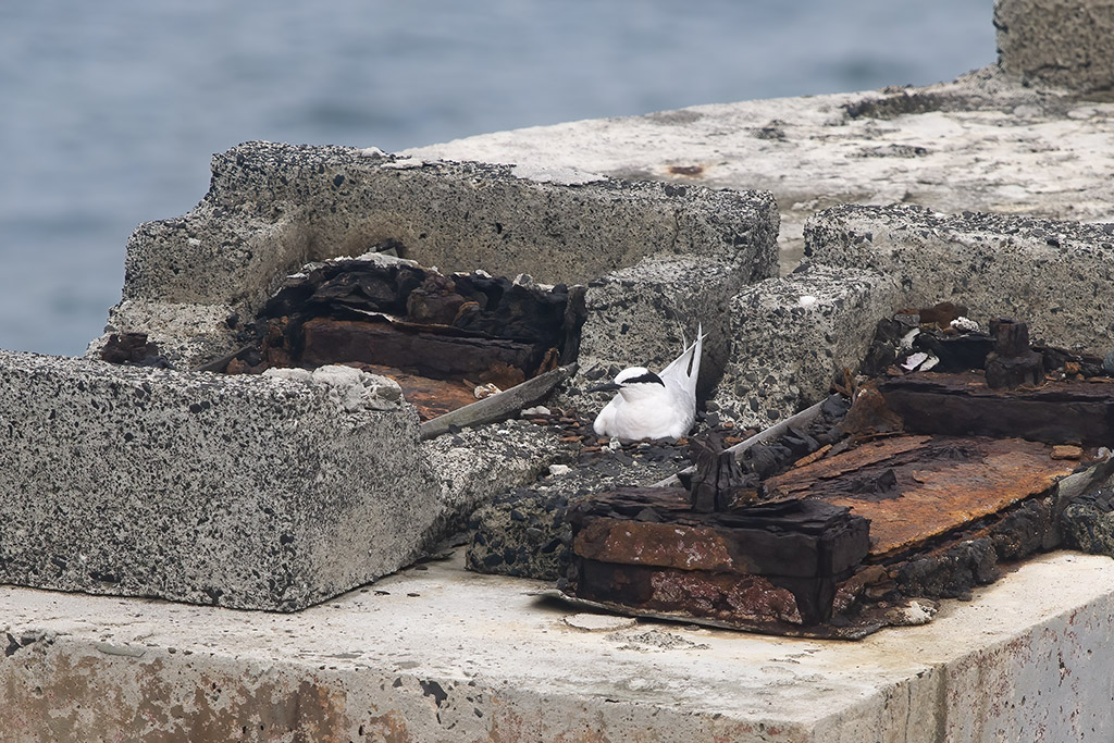 蒼燕鷗大橋抱卵小
